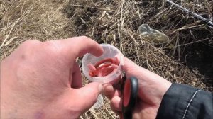Крупная краснопёрка Угай на морского и силиконового червя. Large fish on the river.