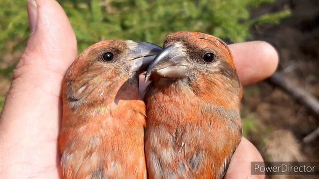 ЛОВЛЯ ЧИЖЕЙ, КЛЕСТОВ И Т.Д. 27.04.20. смотреть онлайн