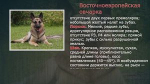 Стандарты пород Восточноевропейская овчарка