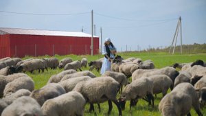 КФХ ВИРОМА, главное заниматься любимым делом