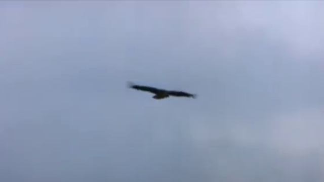 Золото МакКенны (видеоклип на песню "Золото манит нас") смотреть онлайн