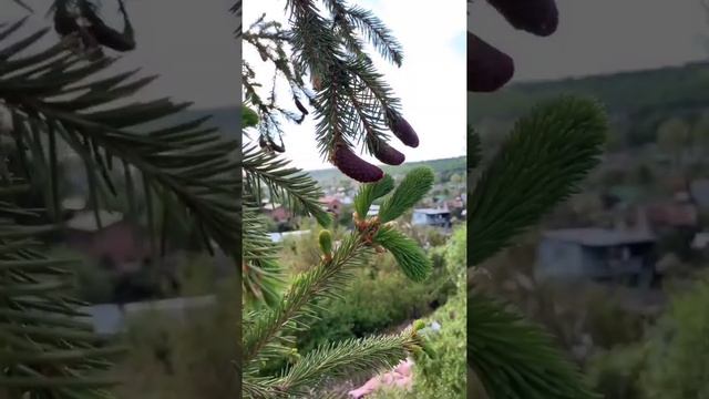 Ель обыкновенная "Акрокона" смотреть онлайн