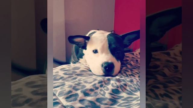 Шрекусик, italiano vero, настоящий итальянец🇷🇺🐾 смотреть онлайн