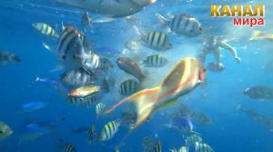 Reef Oasis Blue Bay Resort  5*. Обзор отеля