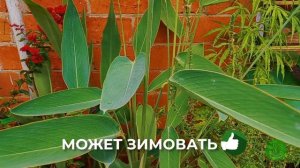 Талия Беловатая (Thalia dealbata)