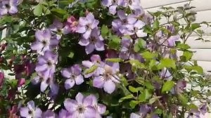 Клематис Монинг Скай 16.07.2020 г. Татарстан