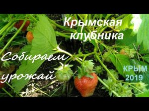 Клубника, сорта, сравнение: какая лучше. Крым, Судак 2019, Дачное