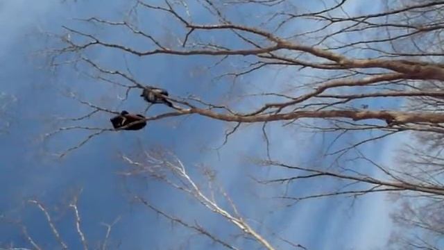 Гималайские медведи на дереве смотреть онлайн