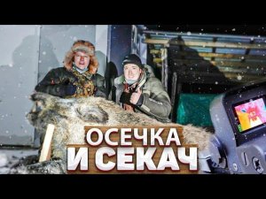 Вышел Секач. Охота на кабана