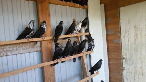 Голуби Самарской области. В гостях у Демина Александра, с Пестравка.