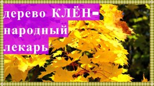 Дерево Клён- народный лекарь. Клен- дерево начала удачи. Успокаивает нервную систему.