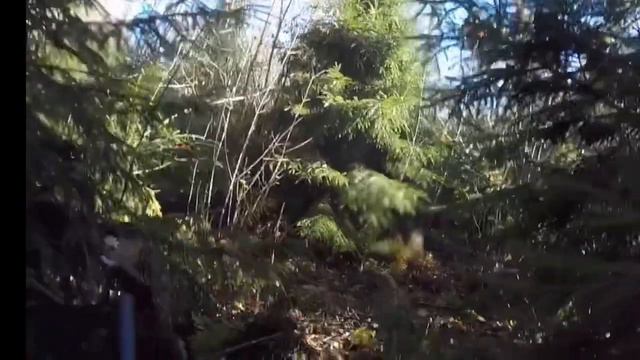 Охота с лайками на кабанов . смотреть онлайн