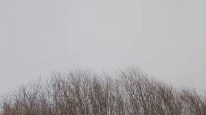 Охота с Добычем на лисицу. 11.01.2023