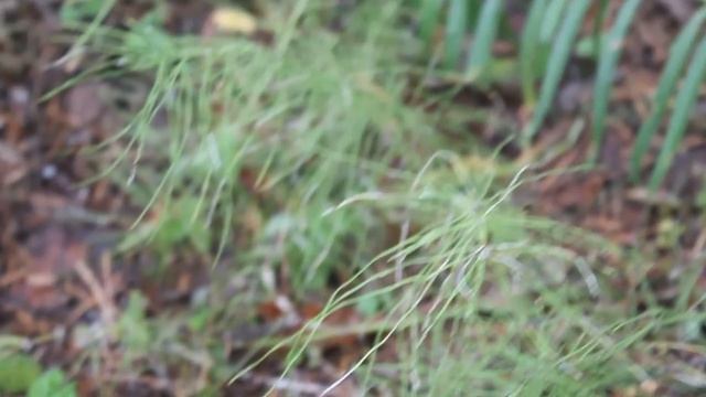 Заячьи уши - малоизвестный условно-съедобный гриб. смотреть онлайн