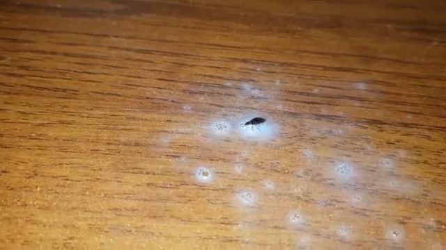 Спрей от клопов "Экозащита" - простой в использовании смотреть онлайн