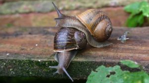 Австралиец на спор съел слизняка и умер от поражения мозга. Невероятная история  Сэма Балларда.