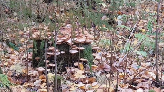 опята в лесу смотреть онлайн