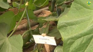 КАССИУС F1 - ШИКАРНЫЙ ОГУРЕЦ. ПАСЫНКОВАНИЕ ОГУРЦОВ (10-09-2018)