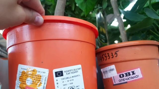 ?ОБИ?УЦЕНКА КОМНАТНЫХ ЦВЕТОВ?? смотреть онлайн