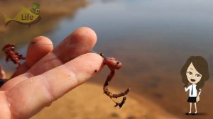 На что клюет карп весной? Наживки на карпа весной+чем прикормить карпа весной?