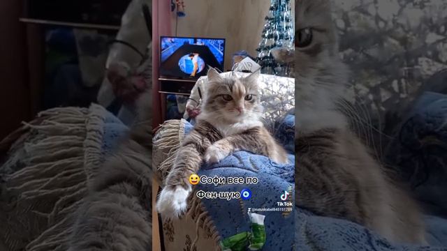 А нам все по Фен-шуюХороших выходных друзья!кошкирулят кошки