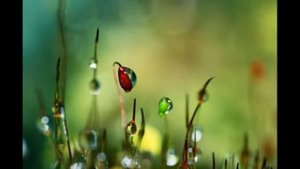 Утренняя роса