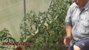 Первый уход за томатами после высадки