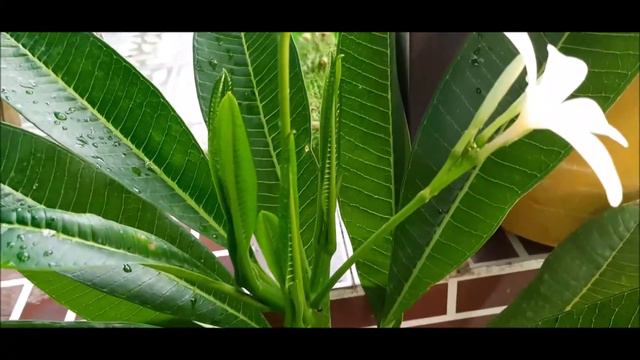 PLUMERIA || CHAMPA || Best fertilizer for plumeria || how to care смотреть онлайн