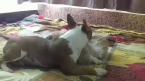 Злобный бультерьер и кот))))