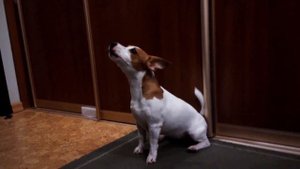 ДЖЕК РАССЕЛ ПОЕТ / ВОЕТ / Jack Russell Sings / howling
