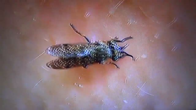 БИОСФЕРА: 77. Дождёвка Обыкновенная (Haematopota Pluvialis)