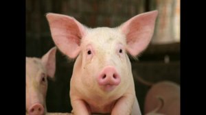 'Зачем свинья валяется в грязи?''