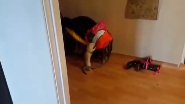 Хорьки в доме это круто | Ferrets in the house смотреть онлайн