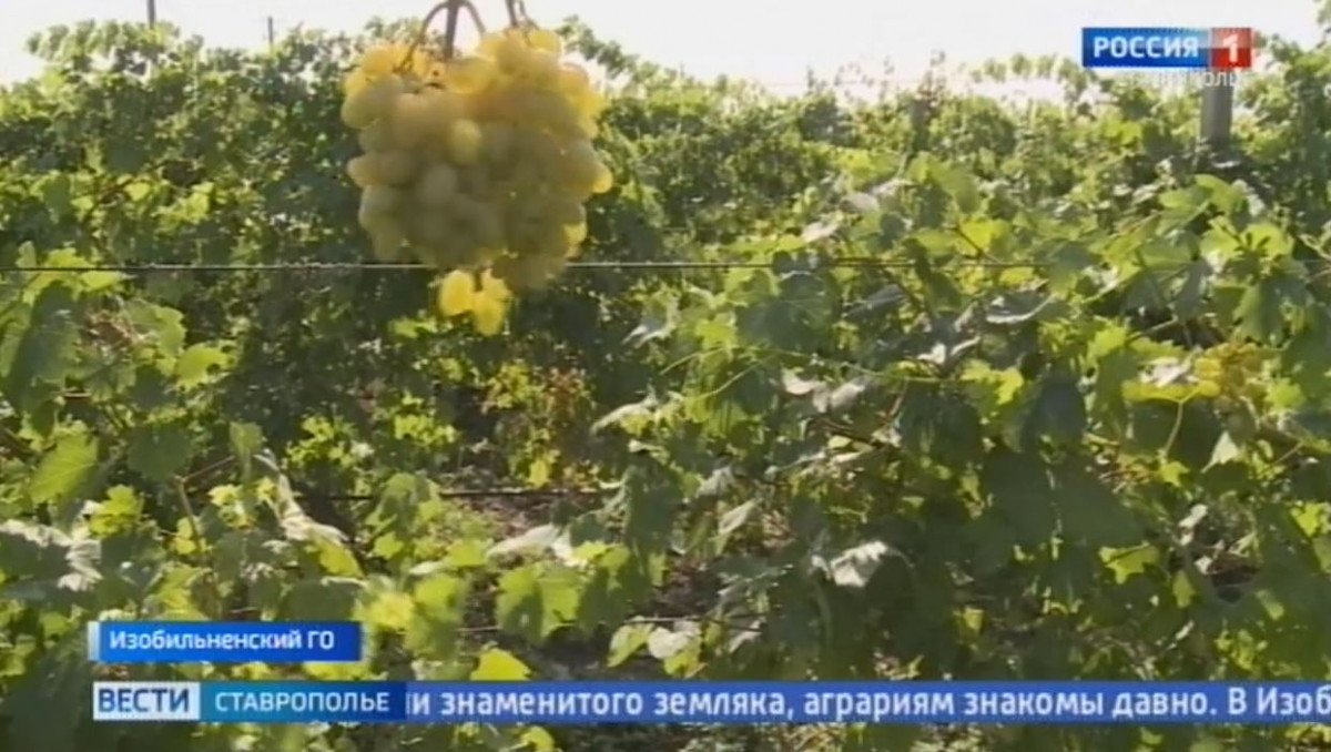 Виноград любой формы, цвета и вкуса выращивают на Ставрополье