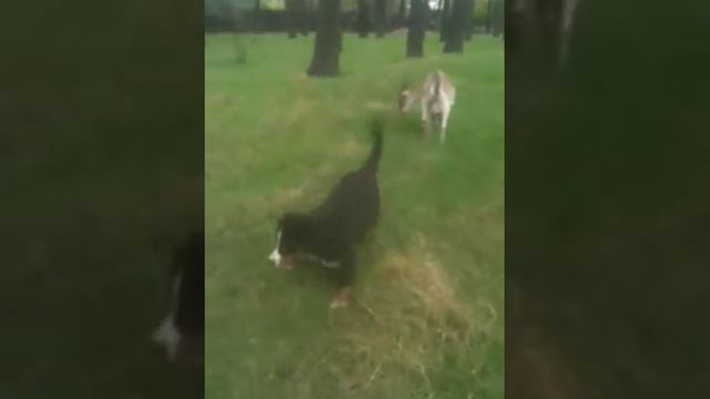 GOLDAWARD Clarabel, 3 months смотреть онлайн