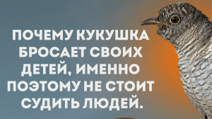 Почему кукушка бросает своих детей, именно поэтому не стоит судить людей