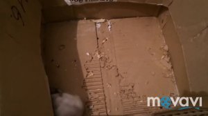 Спаривание джунгарских хомяков