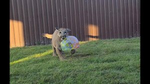 Футбольный матч в надувной мяч