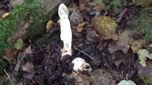 Грибы Веселки. Уникальные и редкие грибы в лесу.