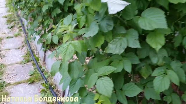 Глюкофон?//Сгоняли в Таватуй//Огород мамы//Уродуем себя? смотреть онлайн