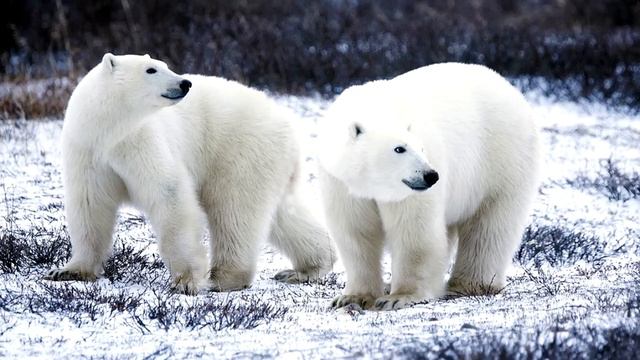 Alaska for Kids | US States Learning Video