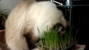 Забавное видео с кошками: какую траву любят кошки?