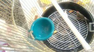 Как приручить Амадина к рукам