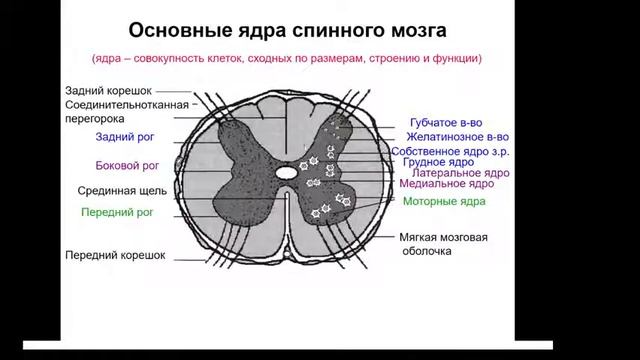 Расположение белого вещества спинного мозга схема