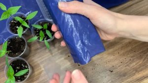 Стаканчики из пакета для рассады. Тестирую почвобрикет на петунии. Рассада перца.