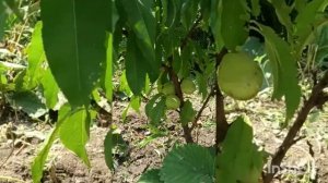 колоновидный персик ШТАЙМБЕРГ #роза #питомникроз #персик #питгмникмагияроз