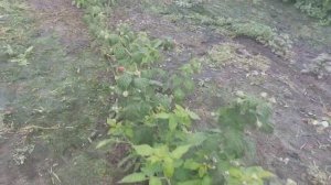 Малина Энросадира в первый год посадки.