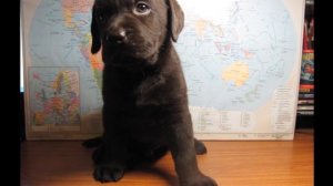 Щенки лабрадора ретривера 1-2 месяца