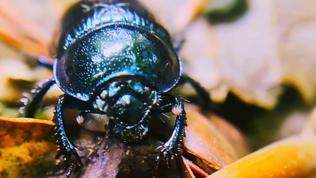 Common dung, Навозник обыкновенный смотреть онлайн