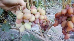 Виноград Тройка Крайнова 2020